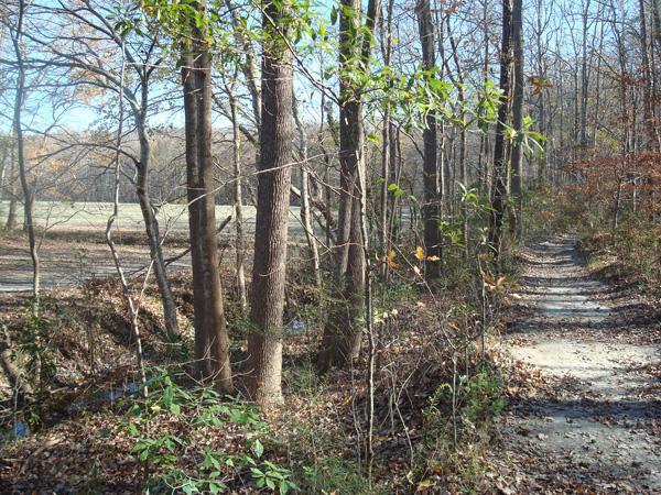 A peaceful forest path lined with trees and shrubs, leading alongside a small stream. The scene features a mixture of green leaves and autumn colors, with a clear blue sky visible through the treetops. A grassy field can be seen in the background. Dam Neck mountain bike trail.