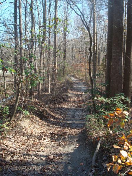 A serene hiking trail winding through a wooded area with bare trees and scattered autumn leaves. Sunlight filters through the branches, illuminating the path that leads deeper into the forest. Dam Neck mountain bike trail.