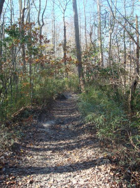 A winding dirt trail surrounded by trees and shrubs, with fallen leaves scattered along the path, under a clear blue sky. Dam Neck mountain bike trail.