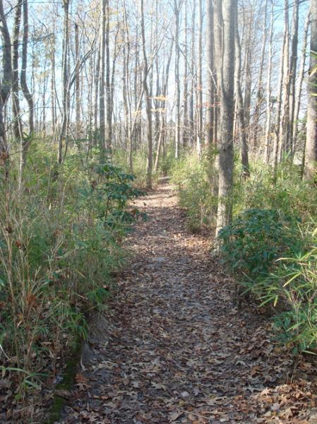 A winding dirt path through a wooded area, surrounded by tall trees and greenery. The ground is covered with fallen leaves, and the sun shines through the branches, creating a serene atmosphere. Dam Neck mountain bike trail.
