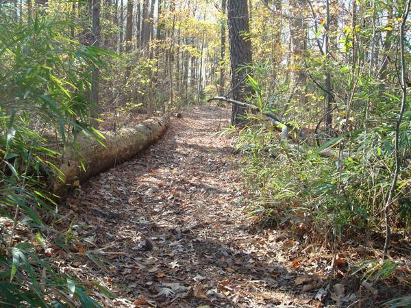A serene forest path lined with trees and foliage, featuring a fallen log to the side and scattered leaves on the ground, illuminated by natural light filtering through the branches. Dam Neck mountain bike trail.
