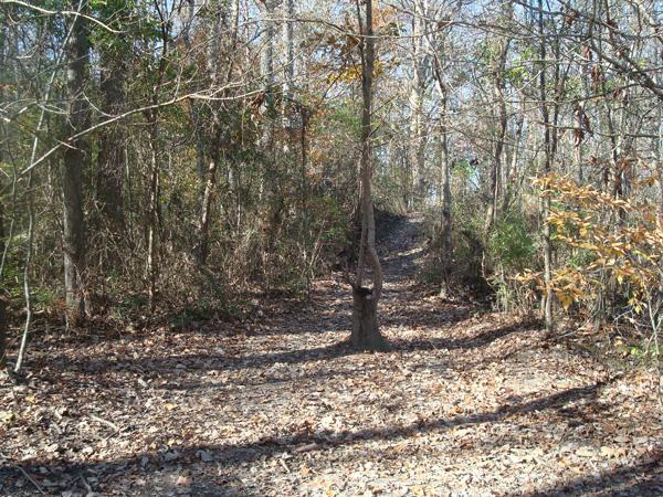 A dirt path winding through a forest, surrounded by trees with varying shades of green and brown, and a carpet of fallen leaves on the ground. Sunlight filters through the branches, creating a serene, natural setting. Dam Neck mountain bike trail.