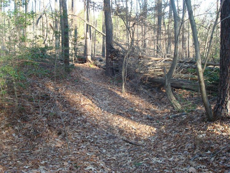 A narrow, winding path through a wooded area, covered with fallen leaves. Tall trees line the trail, some with fallen logs nearby and patches of greenery visible. The sunlight filters through the branches, creating dappled light on the ground. Harwood's Mill mountain bike trail.