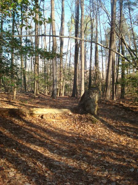A peaceful forest scene featuring tall, bare trees and a rocky formation surrounded by fallen leaves. Sunlight filters through the branches, creating shadows on the ground. Harwood's Mill mountain bike trail.