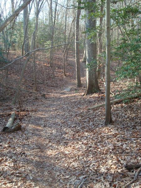 A winding trail through a forest, covered with fallen leaves, surrounded by trees and shrubs. The path appears to lead deeper into the woods, with sunlight filtering through the branches. Harwood's Mill mountain bike trail.