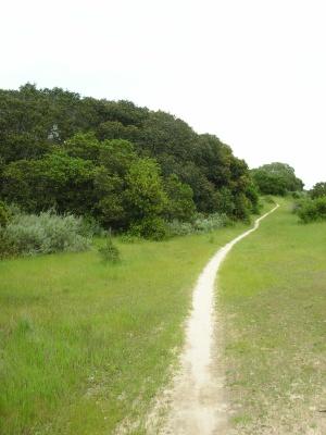 A winding dirt path leading through a grassy landscape, bordered by lush greenery and trees on one side, under a cloudy sky. Fort Ord Public Lands mountain bike trail.