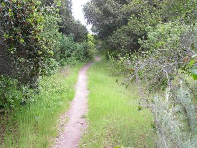 A narrow dirt path winding through a lush, green landscape surrounded by thick vegetation and trees. The pathway is flanked by tall grass and shrubs, creating a serene and inviting atmosphere for walking or hiking. Fort Ord Public Lands mountain bike trail.