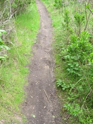 A narrow dirt path winding through lush green vegetation and grass, surrounded by bushes and small plants. Fort Ord Public Lands mountain bike trail.