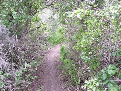 A narrow dirt path winding through dense greenery and shrubs, surrounded by trees and foliage. The trail appears natural and slightly overgrown, suggesting a tranquil outdoor setting. Fort Ord Public Lands mountain bike trail.