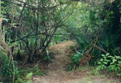 A narrow dirt path winding through a dense forest, surrounded by lush greenery and various plants. The scene is framed by overhanging branches and leaves, creating a tranquil, natural setting. Caloosahatchee Regional Park mountain bike trail.