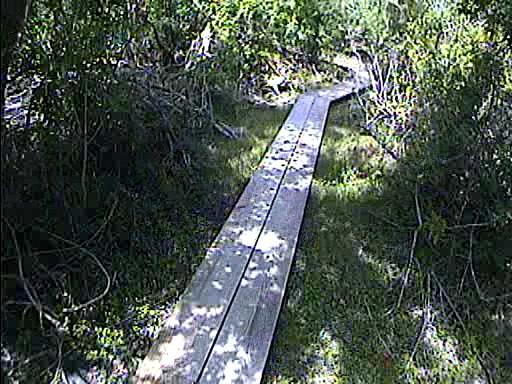 A wooden boardwalk winding through a densely overgrown area, surrounded by greenery and underbrush. Caloosahatchee Regional Park mountain bike trail.