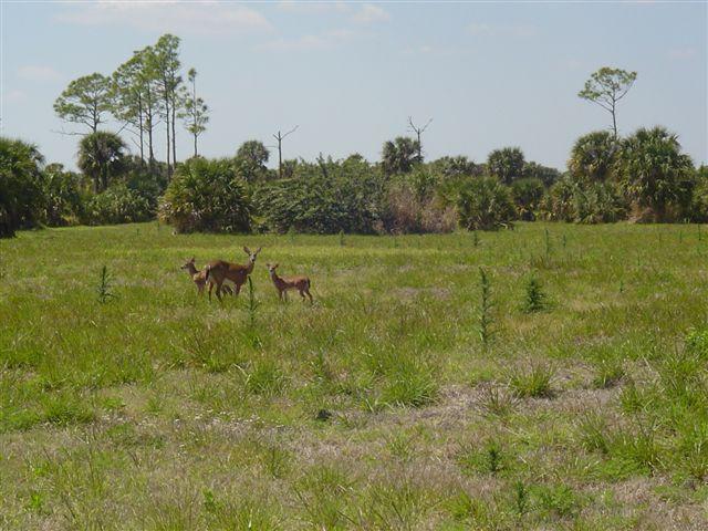 A serene landscape featuring a grassy field with three deer, including a fawn, grazing together. The background consists of palm trees and sparse vegetation under a clear blue sky. Caloosahatchee Regional Park mountain bike trail.