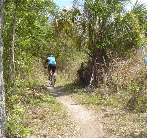 A cyclist riding on a narrow dirt path through lush greenery and sparse palm trees in a natural setting. Caloosahatchee Regional Park mountain bike trail.