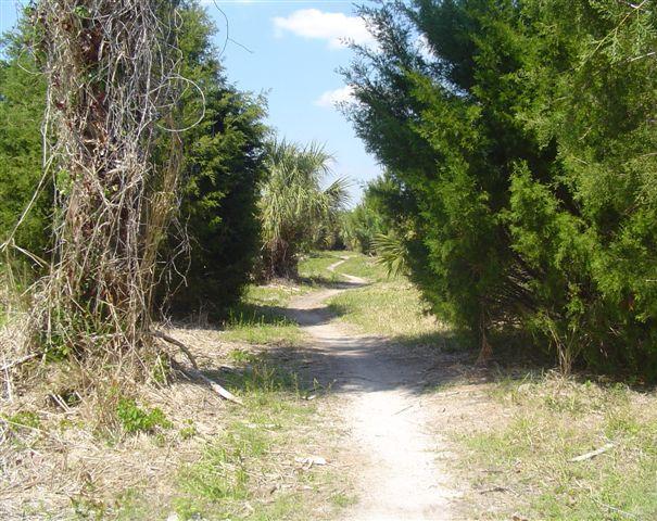 A dirt path winding through lush greenery and dense bushes, flanked by tall trees on either side under a clear blue sky. Caloosahatchee Regional Park mountain bike trail.