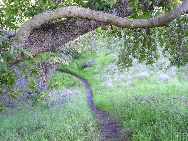A winding dirt path leads through a lush green landscape, bordered by a large tree branch overhead. The scene is filled with vibrant grass and patches of wildflowers, creating a serene and inviting atmosphere in nature. Santa Teresa Park mountain bike trail.