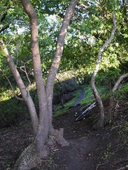 A wooded path winding through trees, with sunlight filtering through the leaves, creating dappled shadows on the ground. A bicycle is leaning against a tree in the background, suggesting a natural setting for outdoor activities. Santa Teresa Park mountain bike trail.