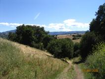 A scenic view of a countryside path winding through lush green fields and trees, with a clear blue sky and distant mountains visible in the background. Santa Teresa Park mountain bike trail.