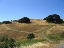 A scenic view of a grassy hillside under a clear blue sky, featuring winding dirt paths leading up the slopes, with clusters of trees dotting the landscape. Santa Teresa Park mountain bike trail.