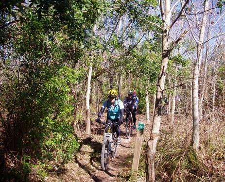 Two mountain bikers navigating a narrow trail surrounded by lush greenery and trees. One rider is wearing a blue jacket and a yellow helmet, while the other is in a dark jacket. The path is marked with a sign indicating the trail. Caloosahatchee Regional Park mountain bike trail.