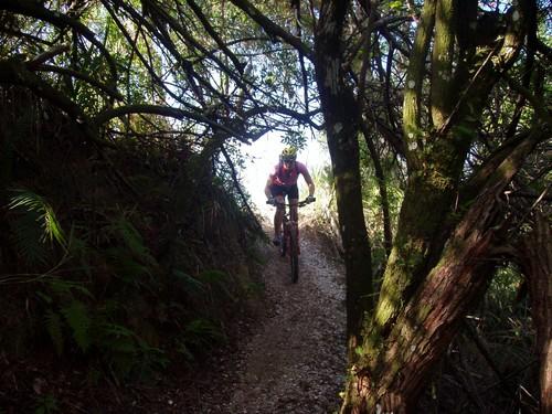 A mountain biker riding along a narrow dirt path surrounded by dense greenery and trees, with sunlight filtering through the branches. Caloosahatchee Regional Park mountain bike trail.