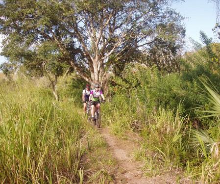 Two mountain bikers riding along a narrow dirt trail surrounded by tall grass and trees. The scene is bright and sunny, showcasing a lush green landscape. Caloosahatchee Regional Park mountain bike trail.