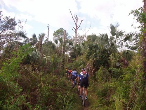 A group of mountain bikers riding along a narrow, overgrown trail through a dense forest of palm trees and foliage. The path is surrounded by lush greenery and the sky is partly cloudy. Caloosahatchee Regional Park mountain bike trail.
