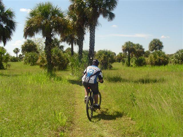 A person riding a mountain bike on a narrow trail surrounded by tall grass and palm trees under a clear blue sky. Caloosahatchee Regional Park mountain bike trail.