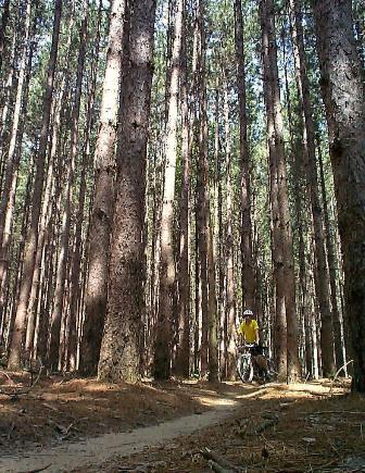 A mountain biker wearing a yellow shirt rides along a winding dirt path through a dense forest of tall pine trees. Sunlight filters through the tree canopy, creating a dappled effect on the ground covered with pine needles. Yankee Springs mountain bike trail.