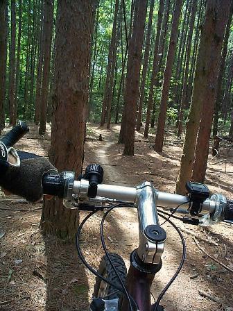 A view from the handlebars of a mountain bike, positioned on a dirt trail winding through a dense pine forest. Sunlight filters through the trees, illuminating the path ahead amidst the tall, straight trunks. Yankee Springs mountain bike trail.
