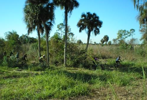 Group of cyclists riding through a lush, green landscape featuring tall grasses and palm trees under a clear blue sky. Caloosahatchee Regional Park mountain bike trail.