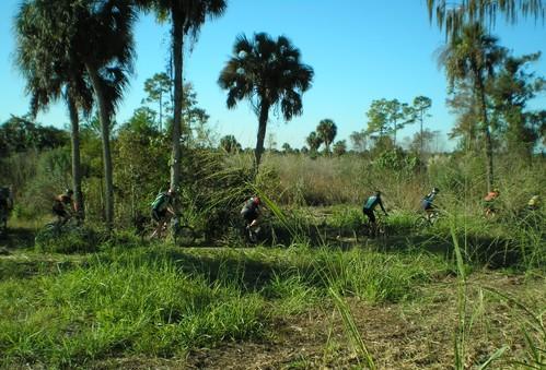A group of mountain bikers riding through a lush, green trail surrounded by palm trees and dense vegetation on a sunny day. Caloosahatchee Regional Park mountain bike trail.
