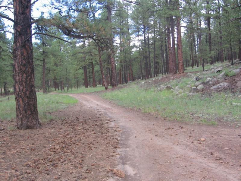 A dirt path winding through a forest of tall pine trees, with green grass and scattered pine needles along the edges. The sun peeks through the branches, illuminating the serene natural setting. Schultz Creek mountain bike trail.