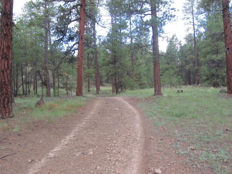 A dirt path winding through a forest of tall pine trees, surrounded by green grass and underbrush, with a cloudy sky above. Schultz Creek mountain bike trail.