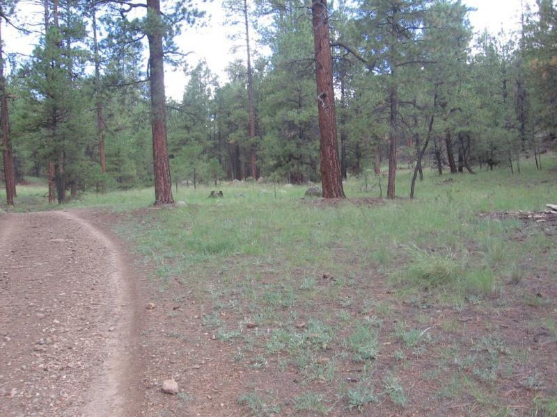 A dirt path winding through a pine forest, surrounded by tall green trees and grassy areas under a cloudy sky. Schultz Creek mountain bike trail.
