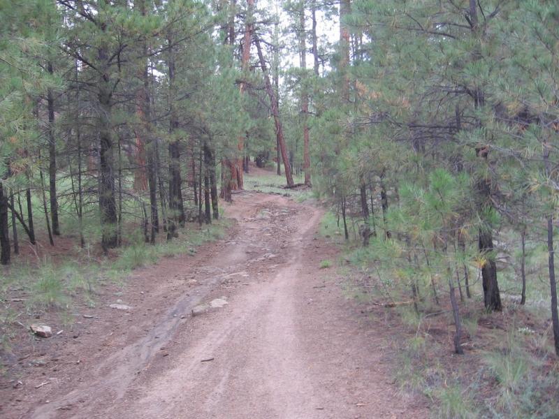 A winding dirt path through a dense forest of tall pine trees, with rocky sections and patches of green grass on either side. The scene evokes a sense of tranquility and natural beauty. Schultz Creek mountain bike trail.