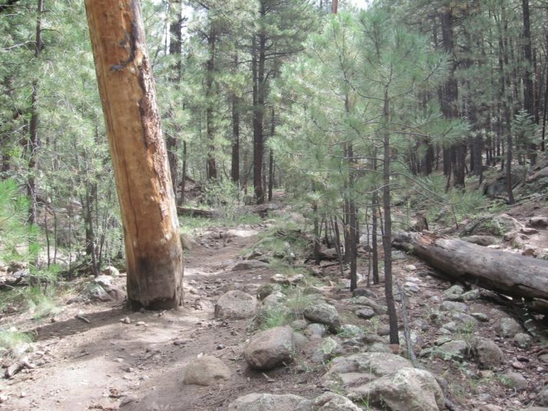 A dirt path winding through a dense forest, featuring tall pine trees and scattered rocks. A large, leaning tree is visible on the left side, and a fallen log lies on the ground in the foreground. The scene is bright, with filtered sunlight illuminating the greenery. Schultz Creek mountain bike trail.