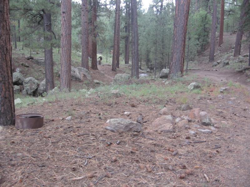 A forested area featuring tall pine trees, scattered rocks, and a dirt path. In the foreground, there is a circular, rusty metal object and patches of grass among pine needles and small stones. The scene conveys a serene, natural environment with a mix of greenery and earth tones. Schultz Creek mountain bike trail.