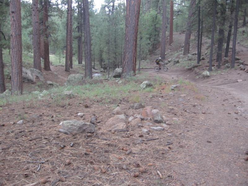 Mountain biker riding on a forest trail surrounded by tall pine trees and rocky terrain. Pine needles and scattered rocks are visible on the ground, creating a natural outdoor setting. Schultz Creek mountain bike trail.