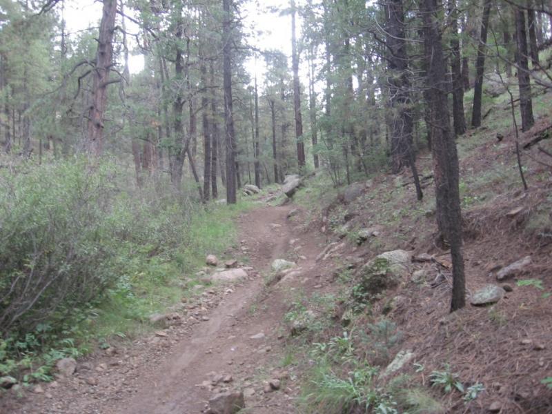 A winding dirt trail leads through a dense forest with tall trees and patches of greenery. The path is surrounded by rocky terrain and underbrush, creating a natural, rustic atmosphere. Schultz Creek mountain bike trail.
