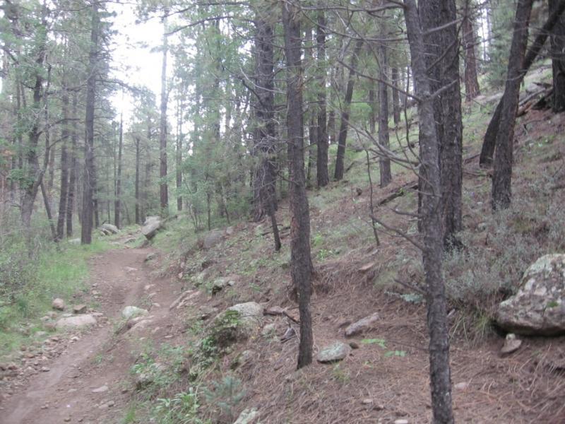 A winding dirt trail surrounded by tall pine trees and rocky terrain, showcasing a serene forest landscape. The path is lined with greenery and small shrubs, creating a peaceful atmosphere. Schultz Creek mountain bike trail.