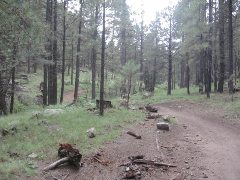 A winding dirt trail through a dense forest of tall pine trees, surrounded by vibrant green grass and scattered rocks. The landscape is serene and showcases a natural, untouched environment. Schultz Creek mountain bike trail.
