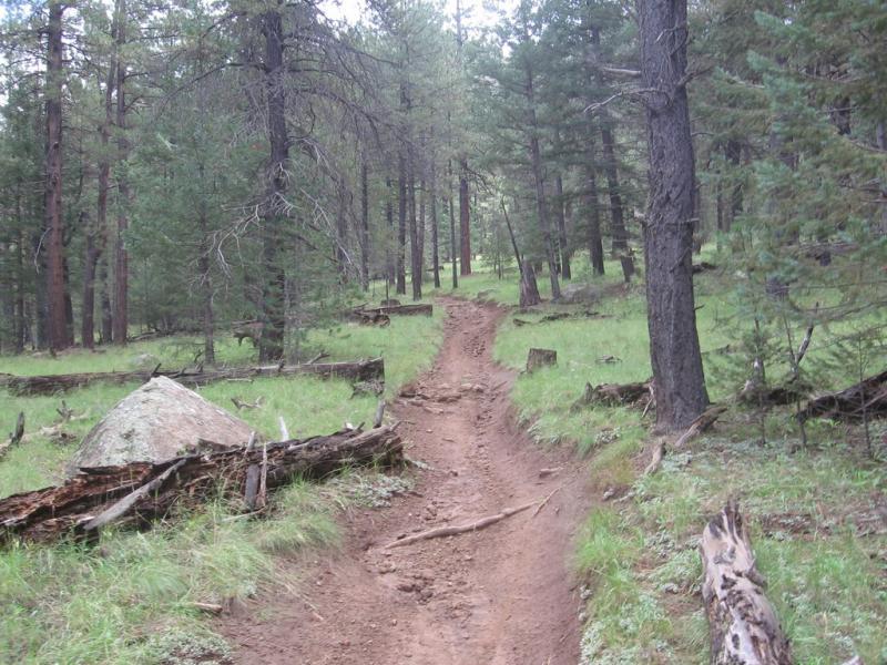 A dirt path winding through a forested area, surrounded by tall trees and patches of grass. Fallen logs and a large rock are visible alongside the trail, creating a natural, rustic atmosphere. Schultz Creek mountain bike trail.