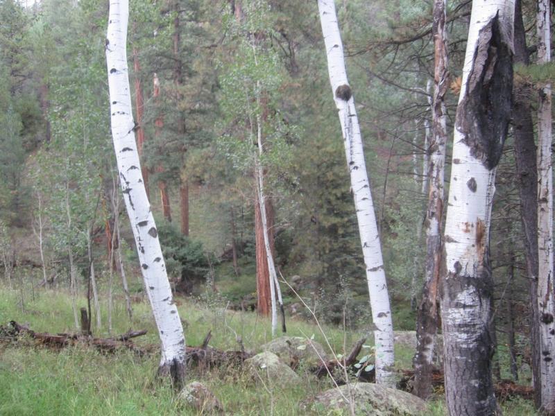 A forest scene featuring several white-barked trees amidst a lush green landscape, with varying shades of green foliage and brown tree trunks in the background. The image captures a tranquil, natural setting. Schultz Creek mountain bike trail.