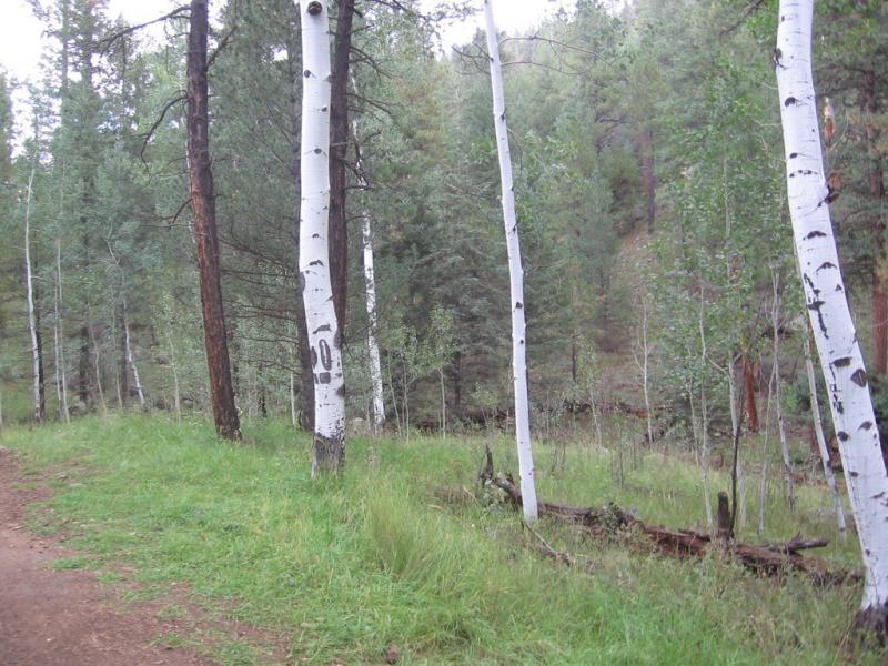 A serene forest scene featuring tall aspen trees with white bark and black markings, surrounded by lush greenery and a dirt path. The background includes a mix of coniferous trees, creating a tranquil natural atmosphere. Schultz Creek mountain bike trail.
