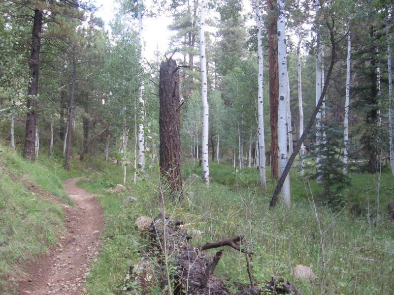 A winding dirt path surrounded by tall trees in a lush forest. The landscape features a mix of aspen and pine trees, with green grass and wildflowers along the trail, creating a serene and natural atmosphere. Light filters through the tree canopy, enhancing the tranquil setting. Schultz Creek mountain bike trail.