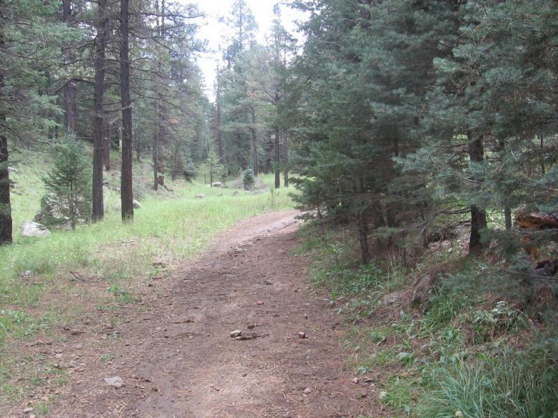 A winding dirt path surrounded by tall pine trees and patches of green grass, leading through a tranquil forest setting. Schultz Creek mountain bike trail.