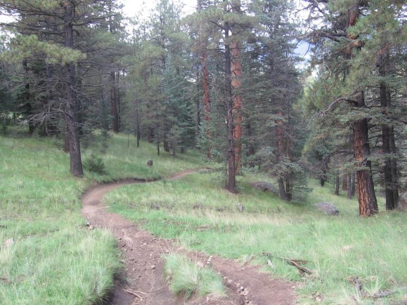 A winding dirt path through a lush green forest, surrounded by tall trees with a mix of green and reddish-brown bark. The scene captures a serene, natural environment with soft grass covering the ground and patches of sunlight filtering through the tree canopy. Schultz Creek mountain bike trail.