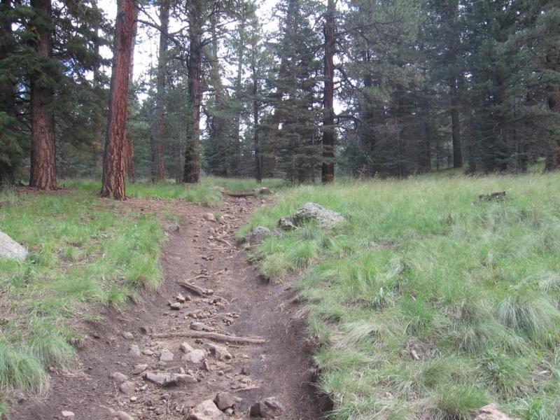 A dirt path winding through a forest, surrounded by tall pine trees and patches of green grass. The trail is rugged, with rocks and roots visible, suggesting it is a natural hiking route. Schultz Creek mountain bike trail.