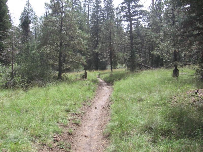 A winding dirt path through a grassy area, surrounded by tall pine trees in a forested setting. The trail is slightly overgrown, with patches of sunlight filtering through the tree canopy above. Schultz Creek mountain bike trail.