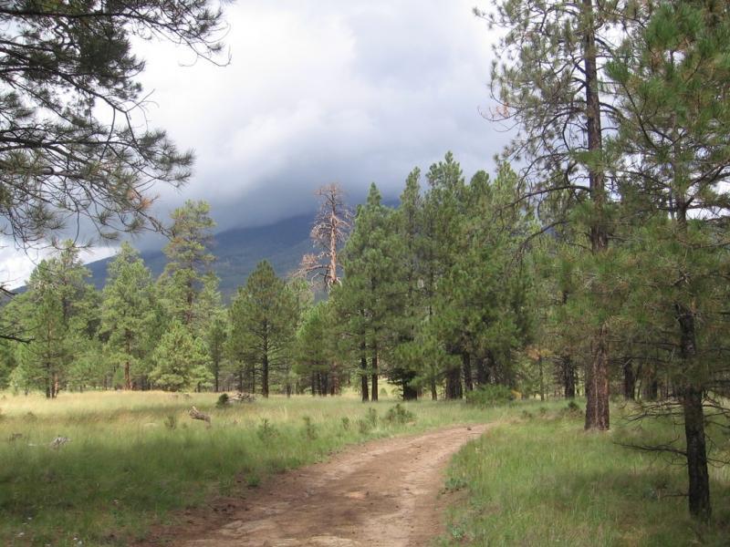 A dirt path winding through a dense pine forest with green grass and scattered trees, under a cloudy sky with looming mountains in the background. Schultz Creek mountain bike trail.
